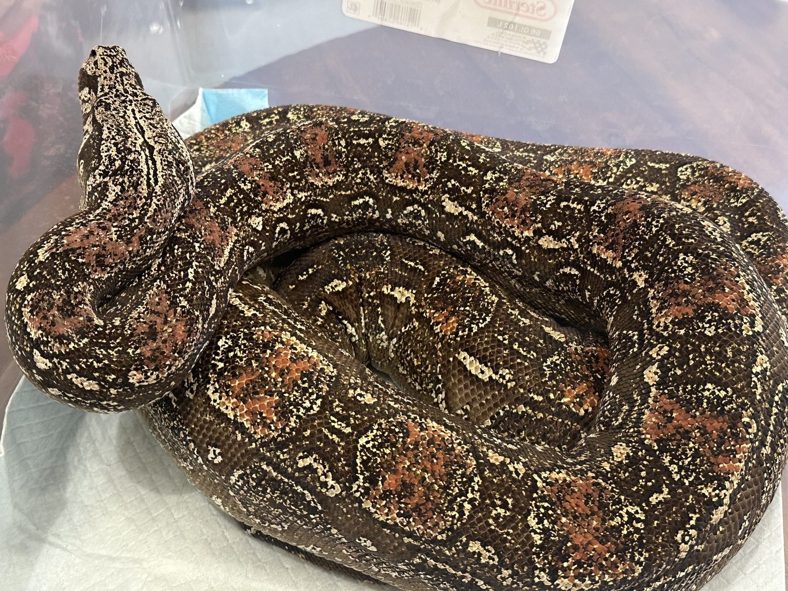 Boa from the Sea Jules Serpents collection