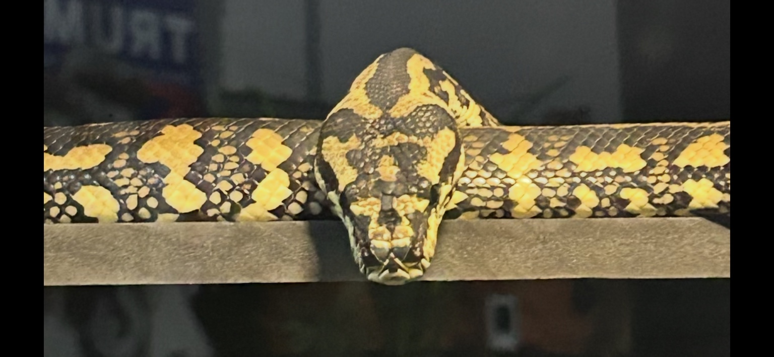 Carpet python from the Sea Jules Serpents collection