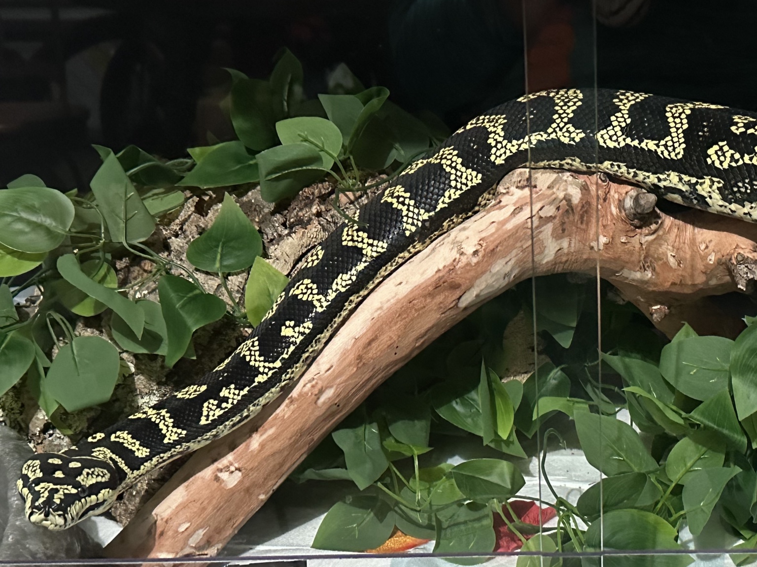 Black and yellow carpet python in a naturalistic enclosure