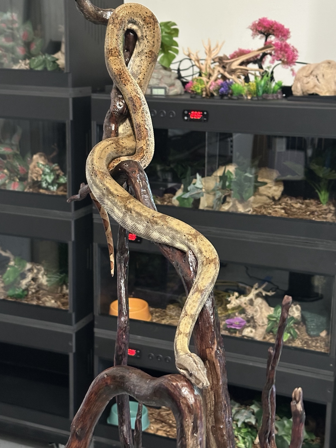 Boa displayed on climbing wood