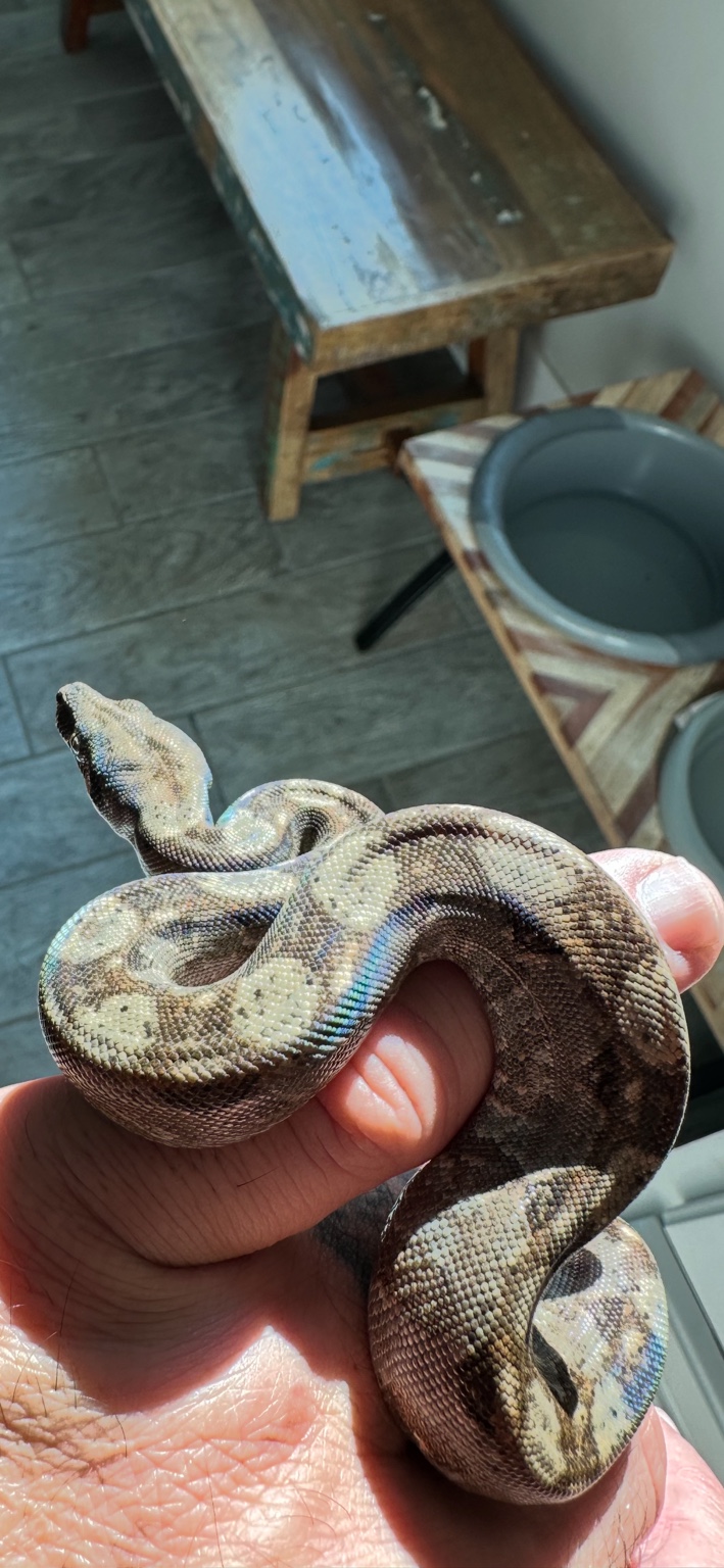 Young boa from the Sea Jules Serpents collection