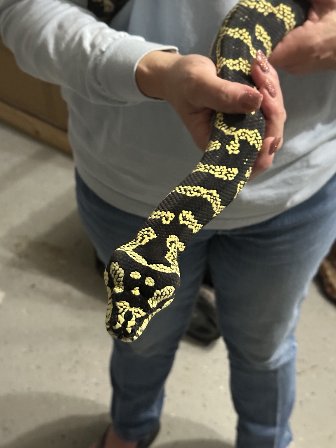 Black and yellow carpet python