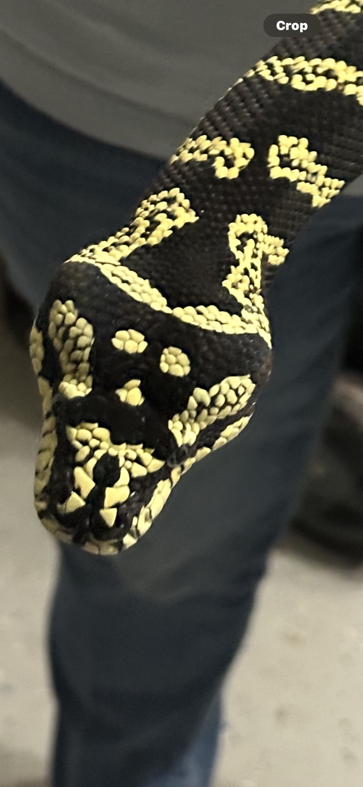 Close view of a black and yellow carpet python from the Sea Jules Serpents collection